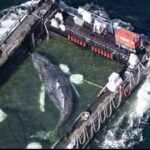 A humpback whale named Timmy was stranded in shallow German waters and rescued by being placed on a barge and sailed back to the North Sea. The heartwarming operation has captured global attention as people root for Timmy’s safe return.