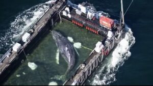 A humpback whale named Timmy was stranded in shallow German waters and rescued by being placed on a barge and sailed back to the North Sea. The heartwarming operation has captured global attention as people root for Timmy’s safe return.