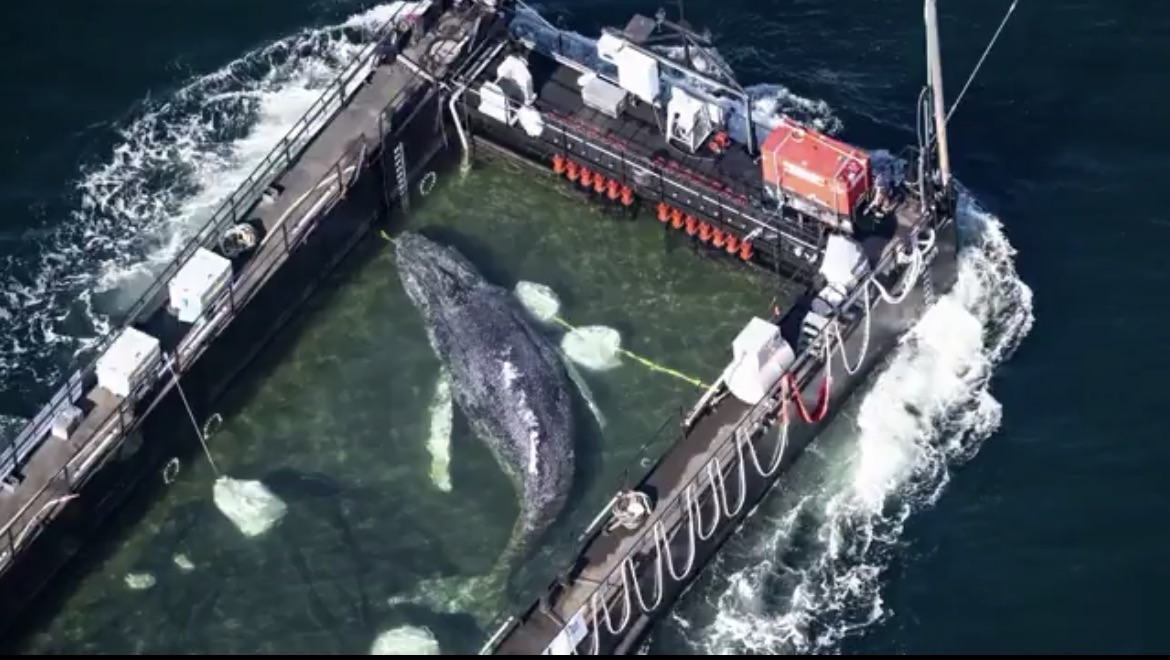 A humpback whale named Timmy was stranded in shallow German waters and rescued by being placed on a barge and sailed back to the North Sea. The heartwarming operation has captured global attention as people root for Timmy’s safe return.